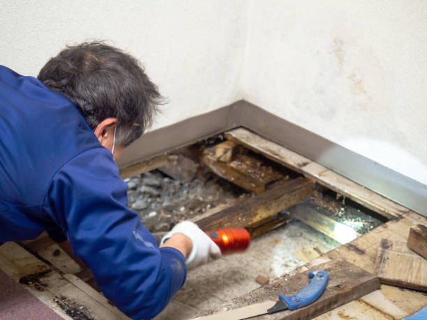 Best Office Mold Removal Services  in Brookings, OR