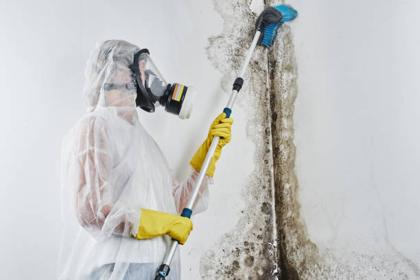 Best Fast Mold Removal  in Brookings, OR