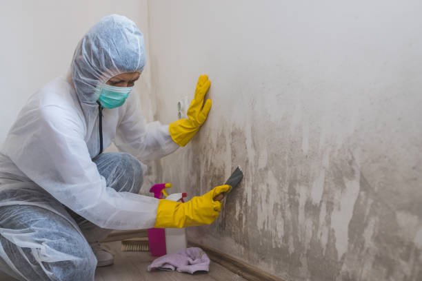 Best Certified Mold Removal  in Brookings, OR