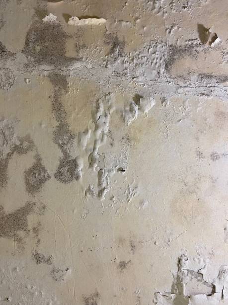 Best Best Mold Removal Companies  in Brookings, OR