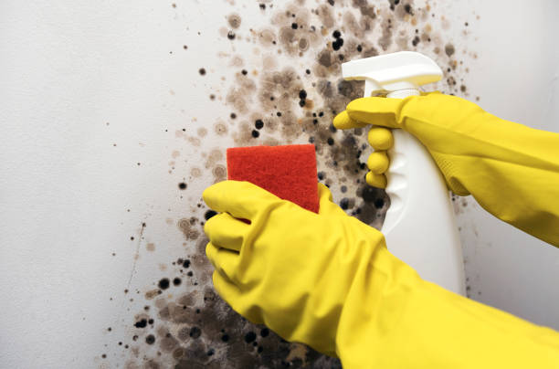 Best Emergency Mold Removal  in Brookings, OR