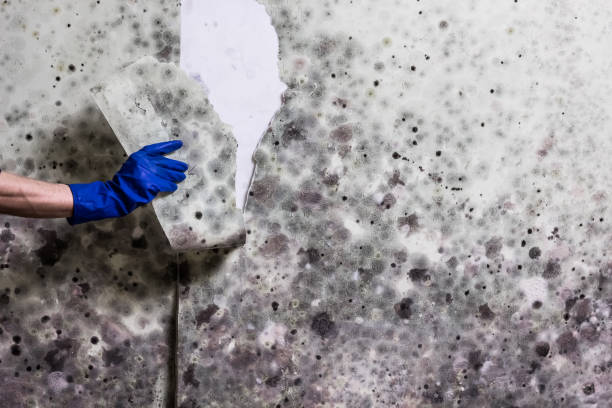 Reliable Brookings, OR Mold Removal Solutions